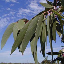 Eucalyptus niphophila